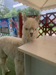 -萌宠亲子动物乐园(槐房万达店)