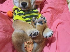 -逗柴咖啡屋·狗咖猫咖宠物桌游