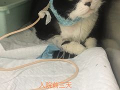-丹景宠物医院·全科·老年病·牙科(武昌诊疗中心)