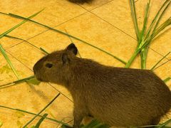-广州长隆野生动物世界
