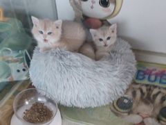 -糯米喵星人总部直营旗舰店·猫舍·幼猫出售