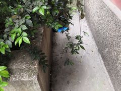 -李德富老街牛杂火锅(抚琴街店)