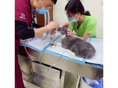 -美联众合动物医院·24h转诊中心