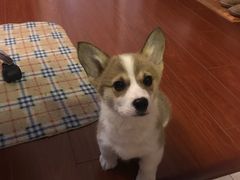 -翊宠yipet猫狗购宠庄园犬舍•猫舍