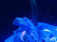 -迪拜水族馆及水下动物园