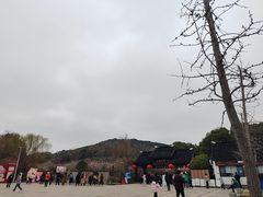 -香雪海