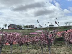 -莱阳濯村樱花园