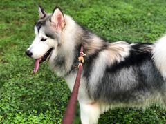 -芭比堂动物医院·犬猫全科·异宠专科(雁塔分院)