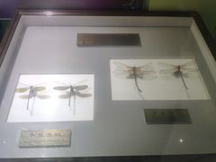 -上海昆虫博物馆
