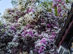 -深圳国际园林花卉博览园