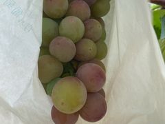 -美家乐农庄·露营·团建(大治路店)