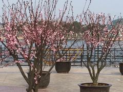 -上海都市菜园