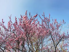 -杭州植物园