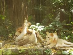 -广州长隆野生动物世界