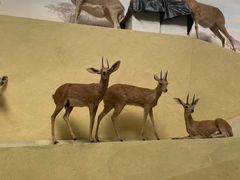 -武汉园博园(武汉自然博物馆)
