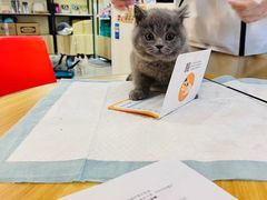 -柚子猫舍·精品猫舍购猫·猫咪认养·购宠·宠物店