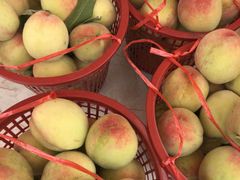 -西山樟坞健康果园枇杷杨梅采摘