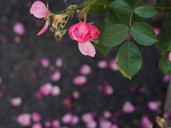 -广富林郊野公园