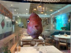 -原鄉本味 楚菜 丹江口鱼(北苑店)