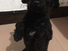 -瑞派康怡24h宠物医院·犬猫医疗中心·微创绝育(瑞景分院)