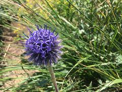 -白草畔自然风景区