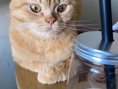 -藏猫猫咖啡主题馆(中央大道店)