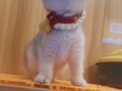 -欣宠猫屋·矮脚拿破仑·蓝金金渐层