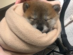 -逗柴咖啡屋·狗咖猫咖宠物桌游