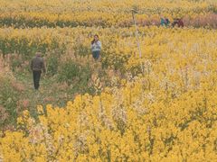-三圣花乡旅游区