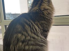 -鼓捣猫呢主题猫咖店