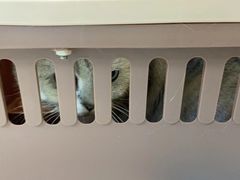 -美联众合动物医院·24h转诊中心