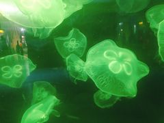 -重庆欢乐海底世界