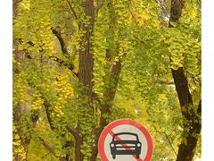 -三里屯东五街银杏大道