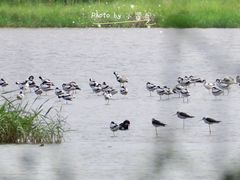 -大湾区中央湿地公园