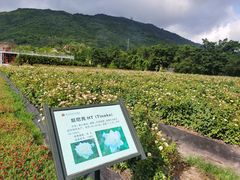 -亚龙湾国际玫瑰谷