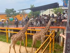 -西霞口神雕山野生动物世界