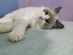 -喵的天空名猫咖啡馆·撸猫·猫舍·用品