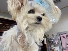 -宠爱国际动物医院·消化内科·心肾内科·ISFM猫友好(望京店)