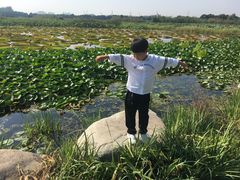 一进大门不远处-荷塘月色湿地公园·向阳花洲