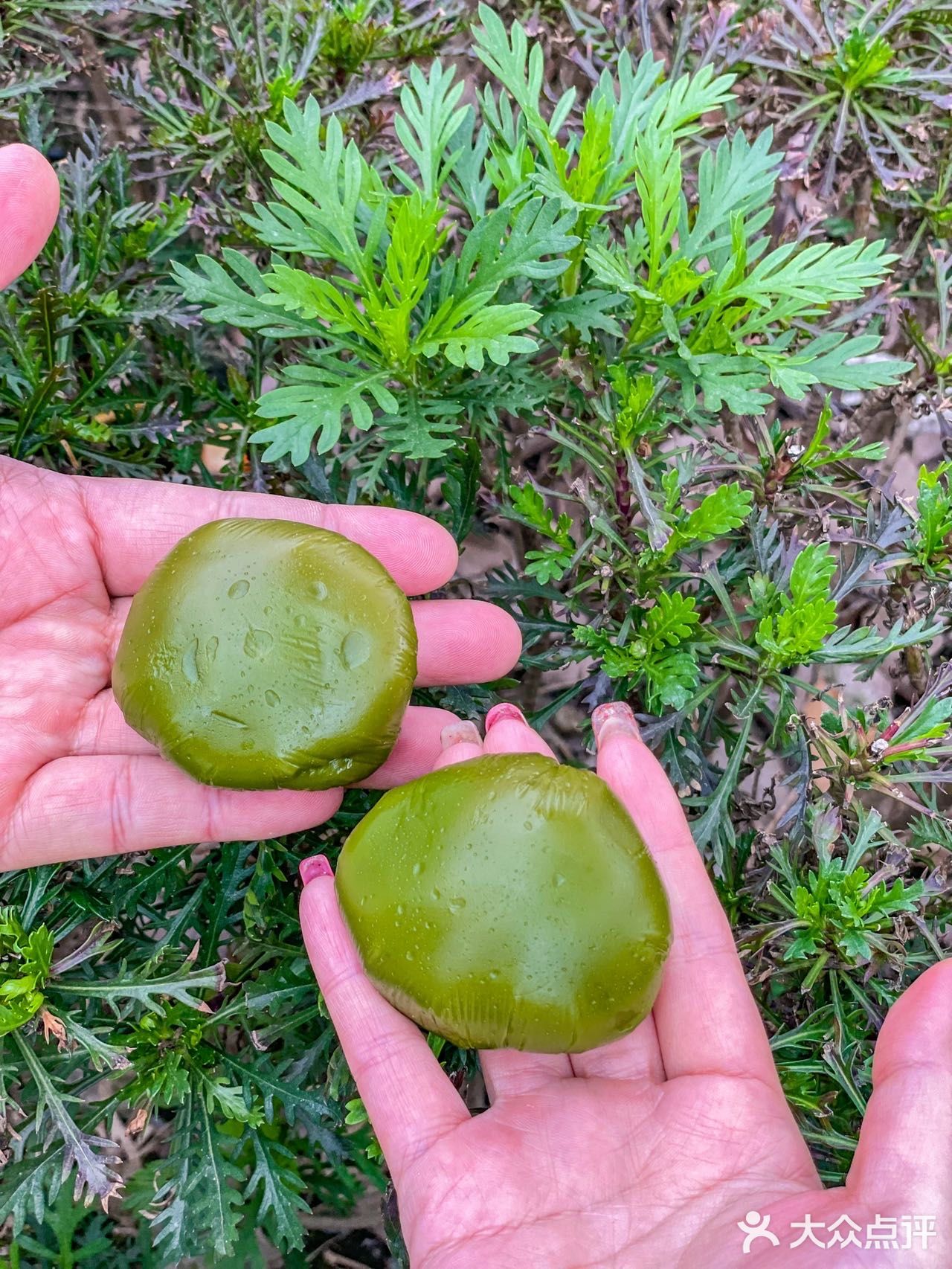 巴比出马兰头青团了！还有蒲公英荞麦包