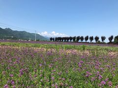 -曲江薰衣草庄园