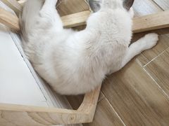 -李小姐の猫咖啡馆(五角场店)