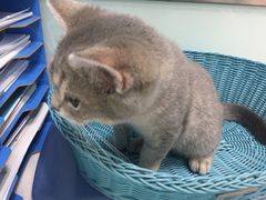 -纳吉亚猫专科动物医院博雅分院
