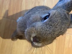 -猫猫幼稚园·撸猫·桌游·电玩