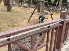 -灵玲国际马戏城