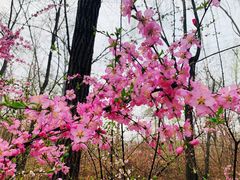 -大兴滨河森林公园