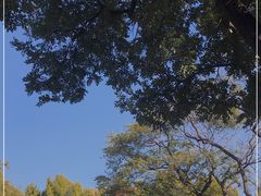 -北京国子监胡同