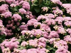 -双季花艺园艺市场(浦东店)