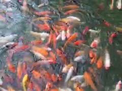 -苏苑饭店-中餐厅(长桥地区店)