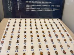 -上海大自然野生昆虫馆(东方明珠·爬宠昆虫探索中心)